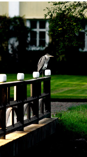 fågel på bron